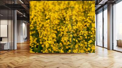 Rapeseed flowers Wall mural