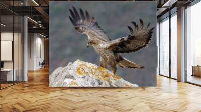 Bonelli's Eagle (Aquila fasciata) on a rock Wall mural