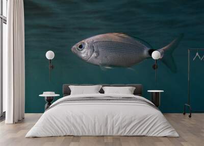 Saddled seabream (oblada melanura) in Mediterranean Sea Wall mural