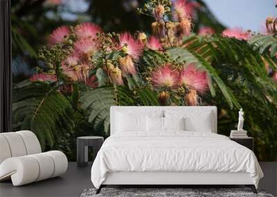 Albizia julibrissin Boubri or Ombrella tree with fluffy pink flowers Wall mural