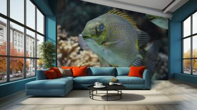 coral fish swimming in the aquarium in animal park Ouwehands in Rhenen Wall mural