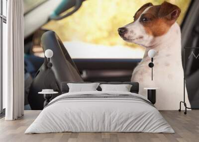 Jack Russell Terrier Enjoying a Car Ride Wall mural