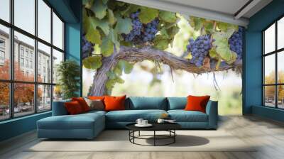 lush, ripe wine grapes on the vine Wall mural