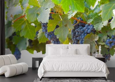 Transparent PNG Beautiful Lush Wine Grapes and Leaves in the Vineyard Border Background. Wall mural