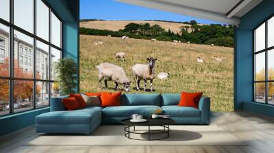 pair of sheep grazing in a field Wall mural