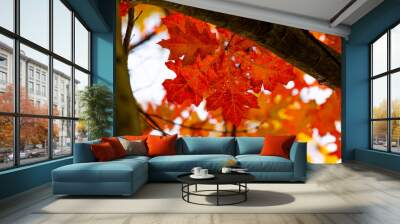 red maple leaf Wall mural