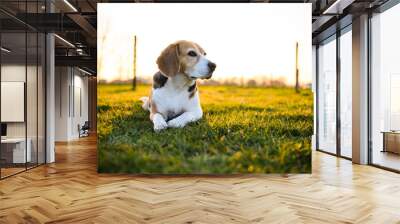 Beagle dog in a grass field at sunset Wall mural