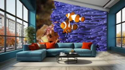 two ocellaris clownfish (amphiprion ocellaris) anda blue sea anemone Wall mural