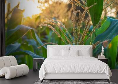 blooming organic corn flower at agriculture corn field.  Wall mural