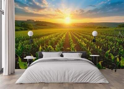 corn field or maize field at agriculture farm in the morning sunrise Wall mural