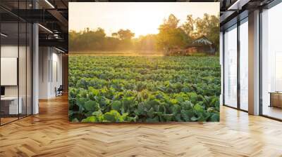 green fresh healthy collards vegetable at agriculture garden in the morning sunrise. Wall mural