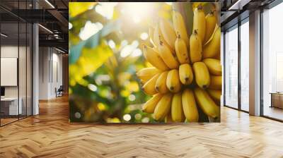 ripe yellow bananas on tree at banana garden agriculture fruit farm. Wall mural