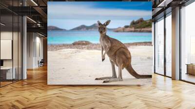 Kangaroo at Lucky Bay in the Cape Le Grand National Park Wall mural