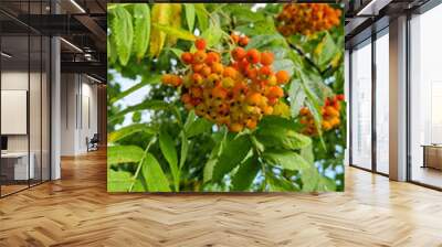 mountain ash on a tree close-up Wall mural