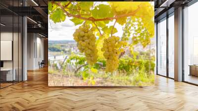 Two bunches of white grapes hanging from a vine against a beautiful landscape. Wall mural