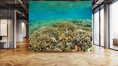 Reef scenic with pristine staghorn corals Raja Ampat Indonesia. Wall mural