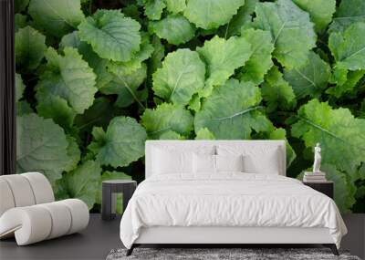 Autumn field with green plants of winter rapeseed, background, texture, top view. Young green rapeseed field, top view. Green rapeseed field, autumn, background from young plants, top view. Wall mural