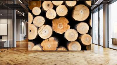 Bunch of log pine, oak trunks. Saw and harvesting trees from the forest. Harvesting of wood for the woodworking industry. Background, texture of tree trunks. Wall mural