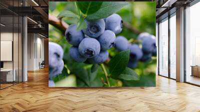 Fresh organic blueberries on a bush. Blueberry garden tasty, useful berry. Vaccinium corymbosum, tall blueberry. Ripe blueberries on a bush. Blueberry harvest in the garden. Wall mural