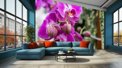 detail of purple orchid in the garden in netherlands Wall mural