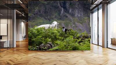 sheep in the mountains Wall mural