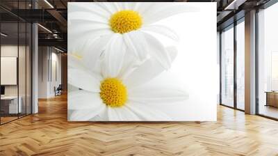 white spring marguerite Wall mural