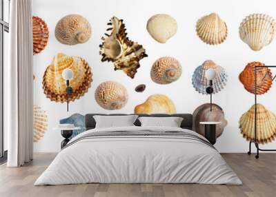 Multicolored Seashells Collection Isolated on White Background Wall mural