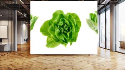 Raw fresh boston lettuce salad or butterhead isolated on white Wall mural