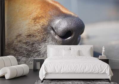 Nariz canina Wall mural