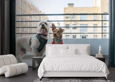 A pair or two dogs standing at the balcony with some building at the background Wall mural