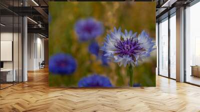 A blue cornflower in a meadow for insects with a blurred background Wall mural