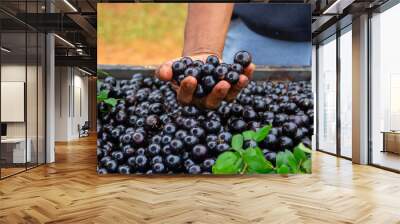 A mão do vendedor com um monte de jabuticaba em exposição na feira, para vender. Wall mural