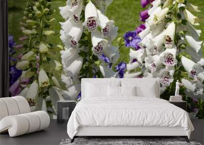 Close-up of digitalis purpurea plants with white flowers. Digitalis is a herbaceous genus of the Scrophulariaceae family, photographed in a flower market in italy. Wall mural