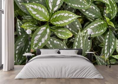 green plant with white pattern closeup Wall mural