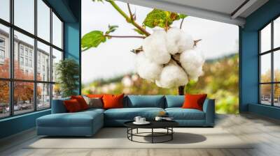 Uzbekistan, white raw cotton growing on the plant. Wall mural