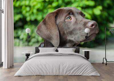 Beautiful brown Labrador Retriever Wall mural