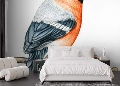 Bullfinch hand drawn watercolor pencil bird Wall mural