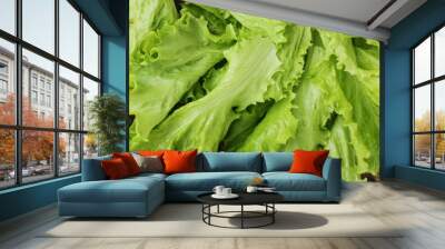 Fresh green lettuce leaves close up view Wall mural