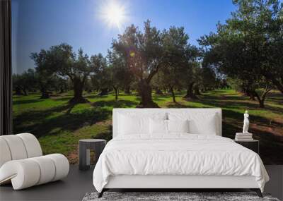 Olive Grove on Calabria. Plantation of olive trees. Sunset light Wall mural