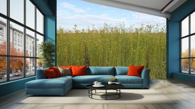 beautiful long ripe flax plants with flax seed and a blue sky in the background in the dutch countryside in zeeland in summer Wall mural