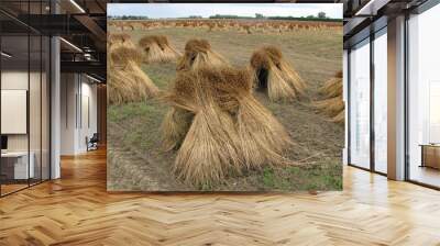 bunches of dry flax plants at the fields in the dutch countryside in summer Wall mural