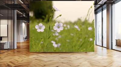 two beautiful little blue flax flowers at a plant in the fields in zeeland, the netherlands in springtime Wall mural