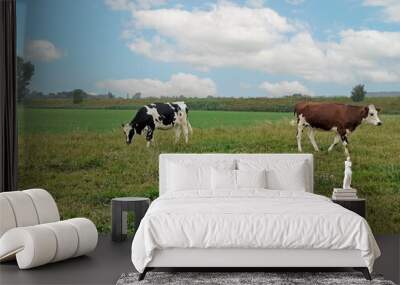 two cows are grazing in a green meadow in the dutch countryside in summer and a blue sky with clouds Wall mural