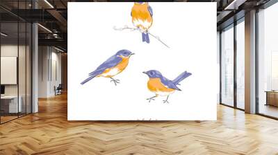 bluebird hand drawn vector illustration set isolated on white. vintage curiosity cabinet aesthetic p Wall mural