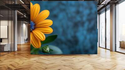 Single yellow flower isolated on a blue background, wide banner with copy space Wall mural