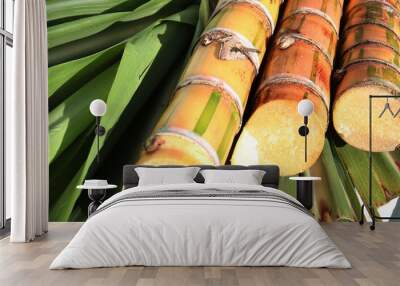 sugar cane harvested and ready as sample and tasting Wall mural