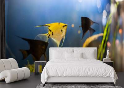 aquarium colourfull fishes in dark deep blue water Wall mural