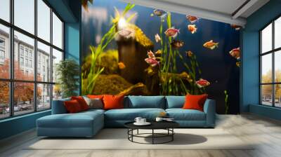 aquarium colourfull fishes in dark deep blue water Wall mural