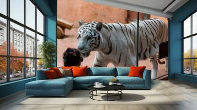 tiger and little girl face to face Wall mural