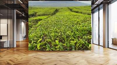 Mount Kerinci is seen from the arrangement of tea plantations against a beautiful cloudy sky background Wall mural